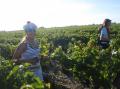 Les " KM 42.195 Marseille" au Médoc 2010