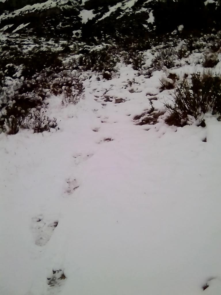 Neige à la Barasse